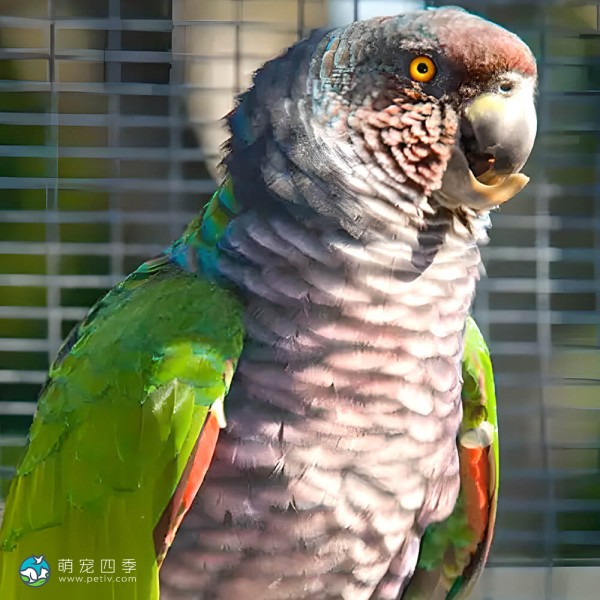 帝王亚马逊鹦鹉-6