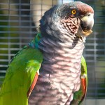 帝王亚马逊鹦鹉-缩略图-6