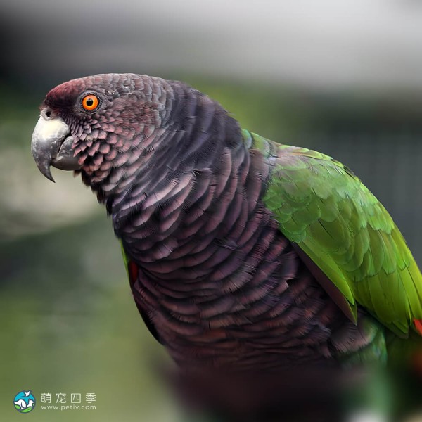 帝王亚马逊鹦鹉-7