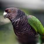 帝王亚马逊鹦鹉-缩略图-7