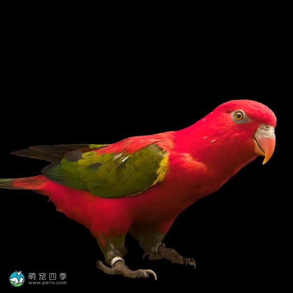 喋喋吸蜜鹦鹉-2