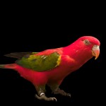 喋喋吸蜜鹦鹉-缩略图-2