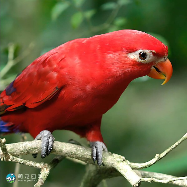 喋喋吸蜜鹦鹉-3