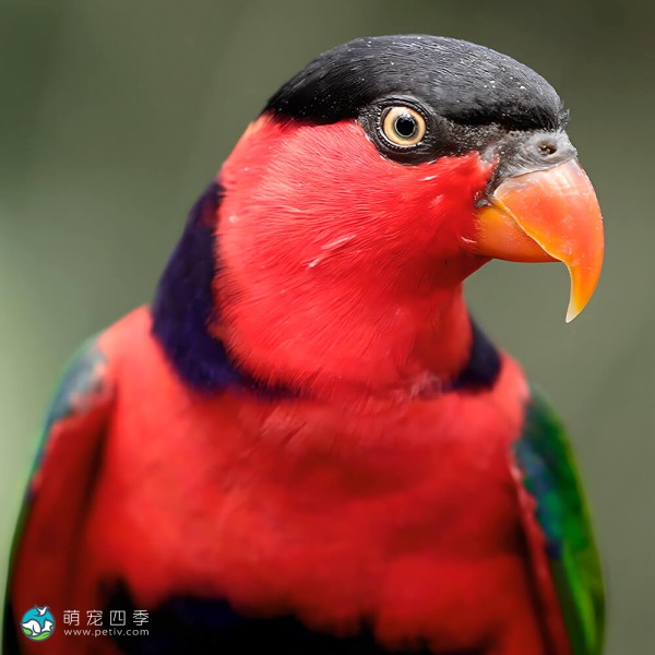 喋喋吸蜜鹦鹉-4