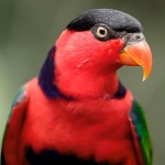 喋喋吸蜜鹦鹉-缩略图-4