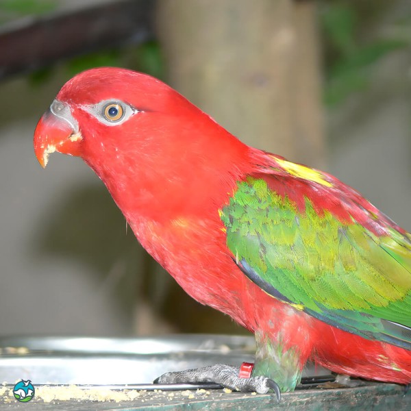 喋喋吸蜜鹦鹉-5