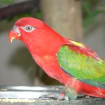 喋喋吸蜜鹦鹉-缩略图-5