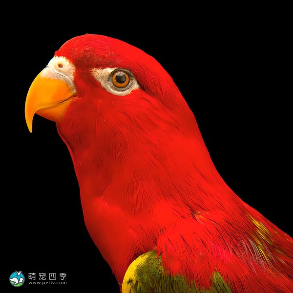 喋喋吸蜜鹦鹉-6