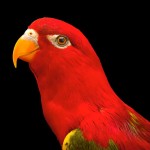 喋喋吸蜜鹦鹉-缩略图-6