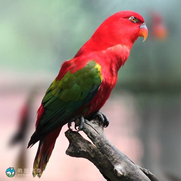 喋喋吸蜜鹦鹉-7