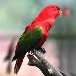 喋喋吸蜜鹦鹉-缩略图-7