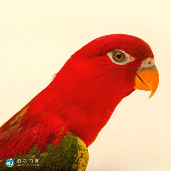 喋喋吸蜜鹦鹉-8