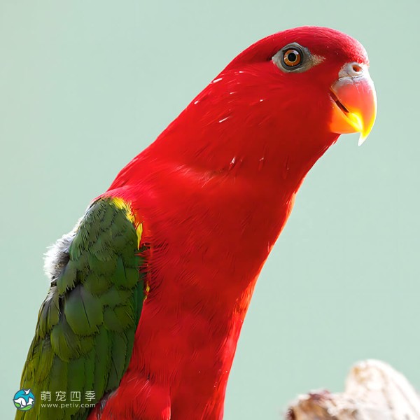 喋喋吸蜜鹦鹉-9