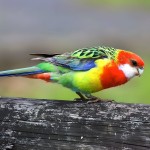 东玫瑰鹦鹉-缩略图-1