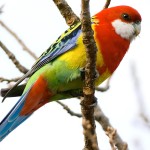 东玫瑰鹦鹉-缩略图-2