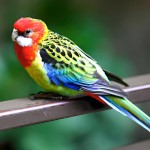 东玫瑰鹦鹉-缩略图-3