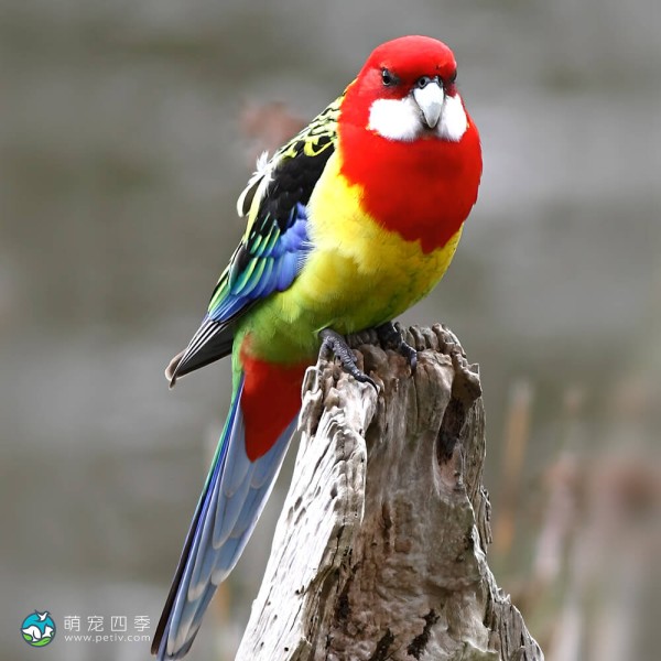 东玫瑰鹦鹉-5