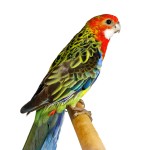 东玫瑰鹦鹉-缩略图-6