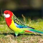 东玫瑰鹦鹉-缩略图-7