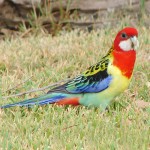 东玫瑰鹦鹉-缩略图-8