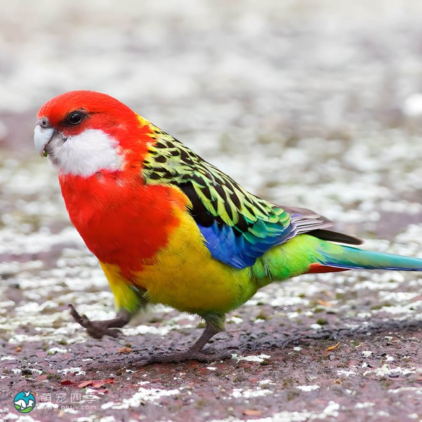 东玫瑰鹦鹉-9