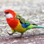 东玫瑰鹦鹉-缩略图-9