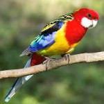 东玫瑰鹦鹉-缩略图-10