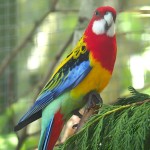 东玫瑰鹦鹉-缩略图-11