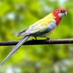 东玫瑰鹦鹉-缩略图-12