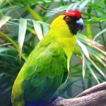 独角鹦鹉-缩略图-1