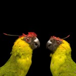 独角鹦鹉-缩略图-2