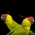 独角鹦鹉-缩略图-4