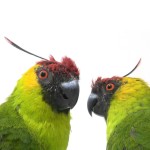 独角鹦鹉-缩略图-5