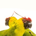 独角鹦鹉-缩略图-6