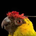 独角鹦鹉-缩略图-7