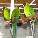 独角鹦鹉-缩略图-8