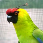 独角鹦鹉-缩略图-9