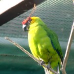 独角鹦鹉-缩略图-10