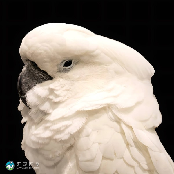 杜可波氏凤头鹦鹉-1