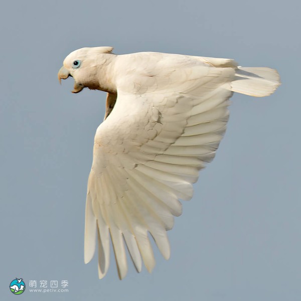 杜可波氏凤头鹦鹉-2