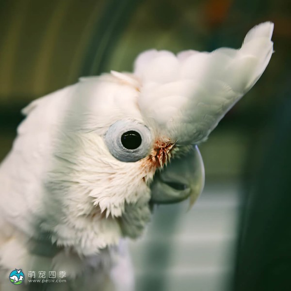 杜可波氏凤头鹦鹉-3