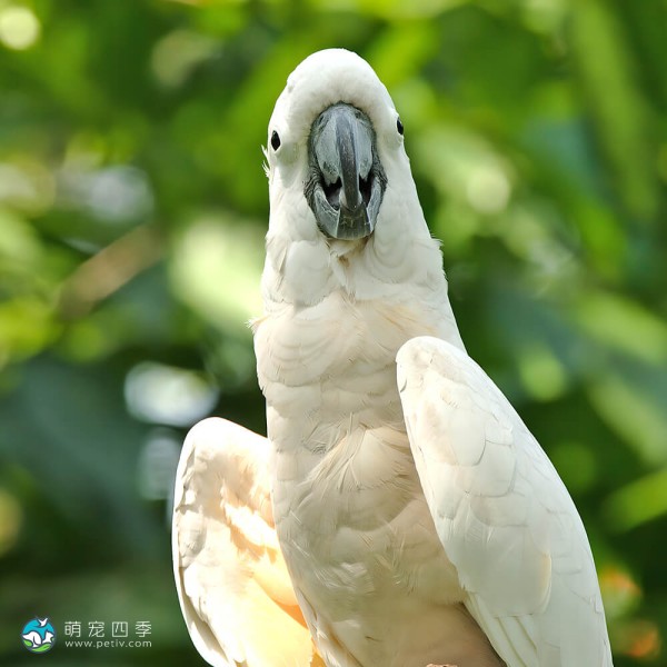 杜可波氏凤头鹦鹉-4