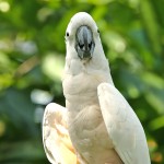 杜可波氏凤头鹦鹉-缩略图-4