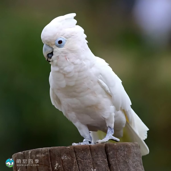 杜可波氏凤头鹦鹉-5