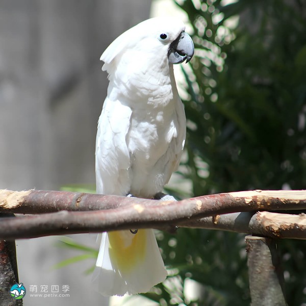 杜可波氏凤头鹦鹉-6