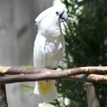 杜可波氏凤头鹦鹉-缩略图-6