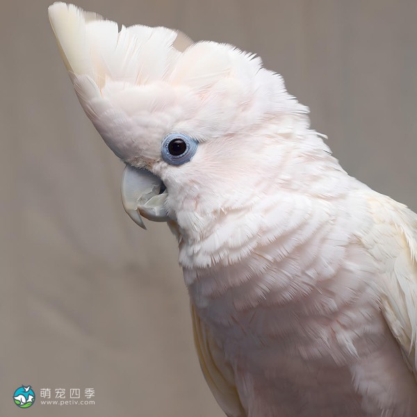 杜可波氏凤头鹦鹉-7