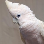 杜可波氏凤头鹦鹉-缩略图-7