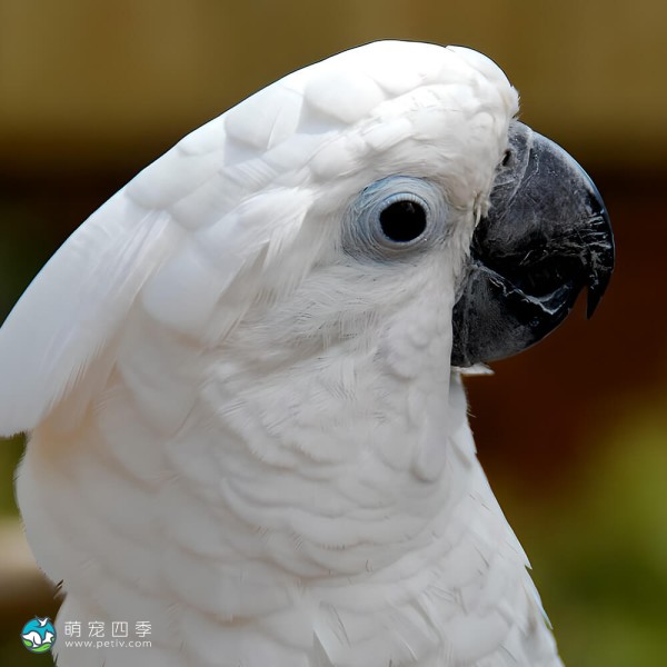 杜可波氏凤头鹦鹉-8