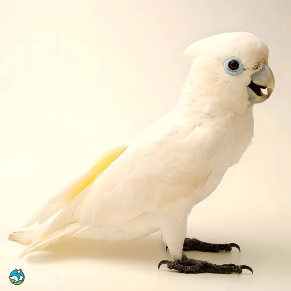 杜可波氏凤头鹦鹉-9